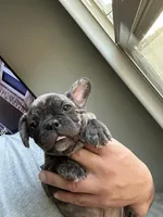 Diesel , a male French Bulldog for sale in Tucson, AZ – 7 of 8