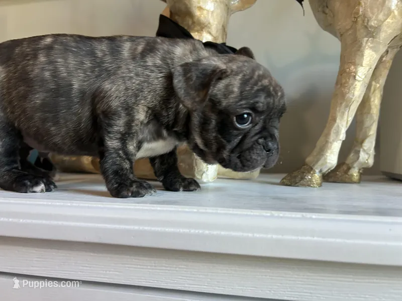 Diesel  – French Bulldog puppy for sale in Tucson, AZ