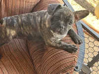 Diesel , a male French Bulldog for sale in Tucson, AZ – 2 of 8