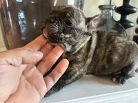 Diesel , a male French Bulldog for sale in Tucson, AZ – Photo 2 of 3