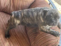 Diesel , a male French Bulldog for sale in Tucson, AZ – 5 of 8