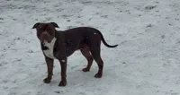 Female 1 XL, a female American Bully for sale in Morristown, NJ – 4 of 8