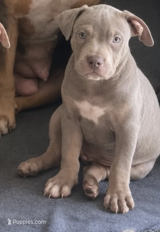 Tri color female 2 – American Bully puppy for sale in Morristown, NJ