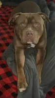 Female 1 XL, a female American Bully for sale in Morristown, NJ – 7 of 8