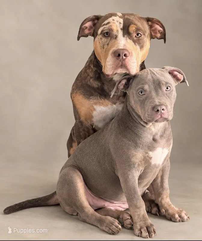 Tri color female 2 – American Bully puppy for sale in Morristown, NJ