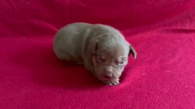 Tri color male 2, a male American Bully for sale in Morristown, NJ – 8 of 8