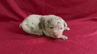 Merle male 1, a male American Bully for sale in Morristown, NJ – 3 of 8