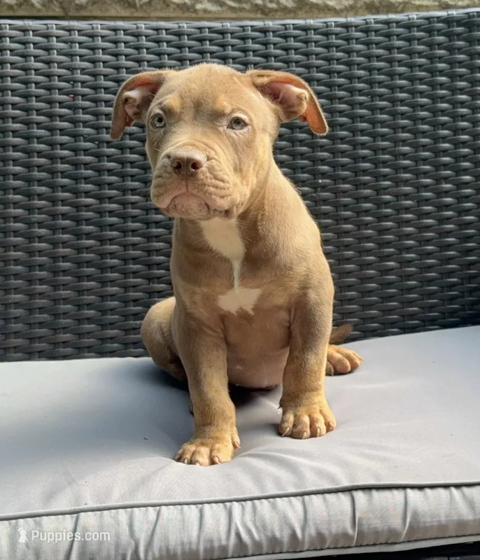 Tri color male 2 – American Bully puppy for sale in Morristown, NJ