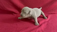 Tri color female 3, a female American Bully for sale in Morristown, NJ – 2 of 8