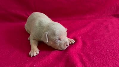 Tri color female 2, a female American Bully for sale in Morristown, NJ – 7 of 7