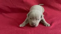 Tri color female 1, a female American Bully for sale in Morristown, NJ – 2 of 10
