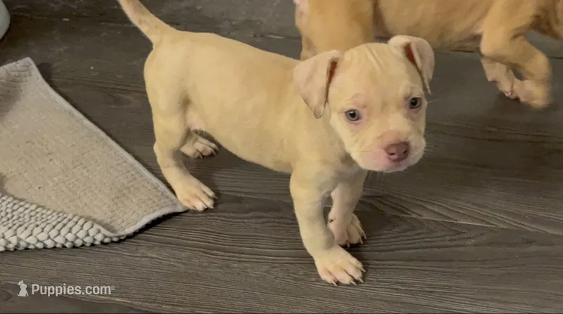 Female 2 – American Bully puppy for sale in Morristown, NJ