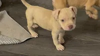 Female 2, a female American Bully for sale in Morristown, NJ – 1 of 2