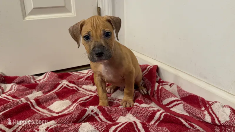 Male 1 – American Pit Bull Terrier puppy for sale in Morristown, NJ