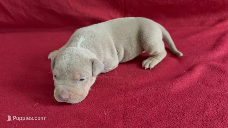 Tri color female 4 – American Bully puppy for sale in Morristown, NJ