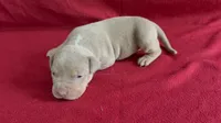 Tri color female 4, a female American Bully for sale in Morristown, NJ – 2 of 8
