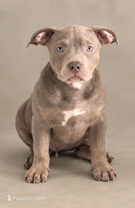 Tri color female 3 – American Bully puppy for sale in Morristown, NJ