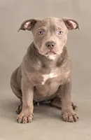 Tri color female 3, a female American Bully for sale in Morristown, NJ – 1 of 10
