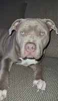 Female 1 XL, a female American Bully for sale in Morristown, NJ – 6 of 8