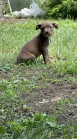 Female 1 XL, a female American Bully for sale in Morristown, NJ – 8 of 8