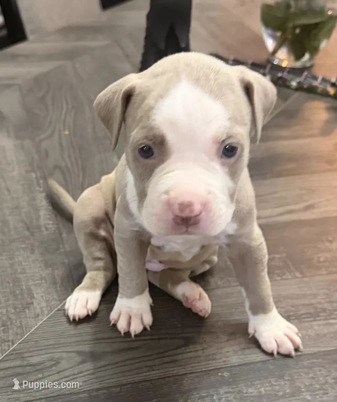 Fawn Female 1 – American Bully puppy for sale in Morristown, NJ