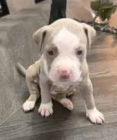 Fawn Female 1, a female American Bully for sale in Morristown, NJ – 1 of 3