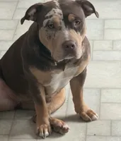 Tri color female 4, a female American Bully for sale in Morristown, NJ – 5 of 8