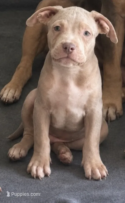 Merle male 2 – American Bully puppy for sale in Morristown, NJ