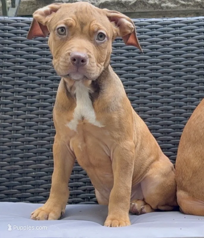 Male 3 – American Bully puppy for sale in Morristown, NJ