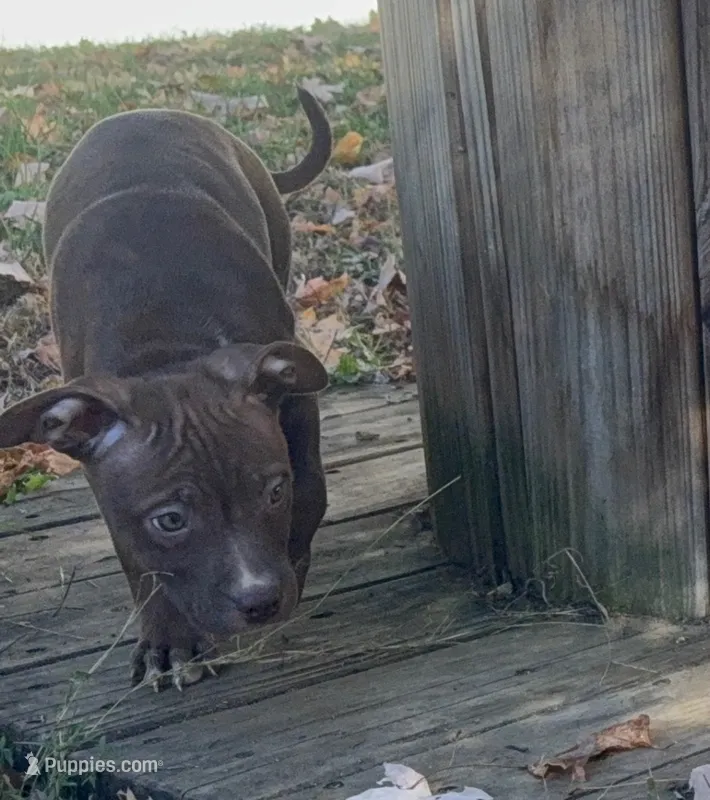 Pup 3 – American Bully puppy for sale in Morristown, NJ