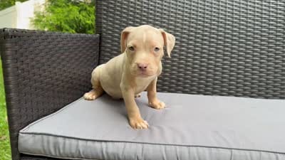 Merle male 2, a male American Bully for sale in Morristown, NJ – 10 of 10