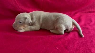 Tri color female 4, a female American Bully for sale in Morristown, NJ – 8 of 8