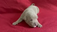 Tri color female 1, a female American Bully for sale in Morristown, NJ – 3 of 10
