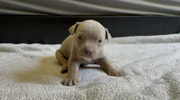 Tri color female 2, a female American Bully for sale in Morristown, NJ – 8 of 9