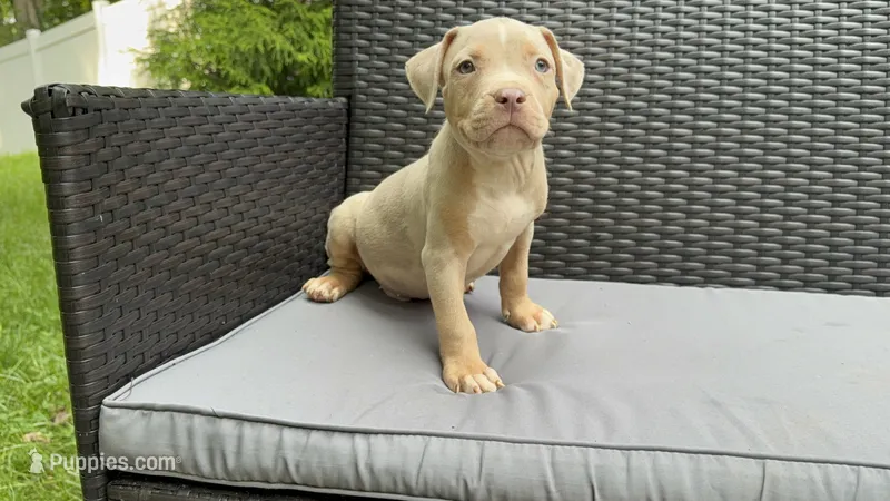 Merle male 2 – American Bully puppy for sale in Morristown, NJ