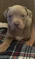 Tri color female 2, a female American Bully for sale in Morristown, NJ – 1 of 9