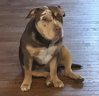 Tri color male 1, a male American Bully for sale in Morristown, NJ – 7 of 8