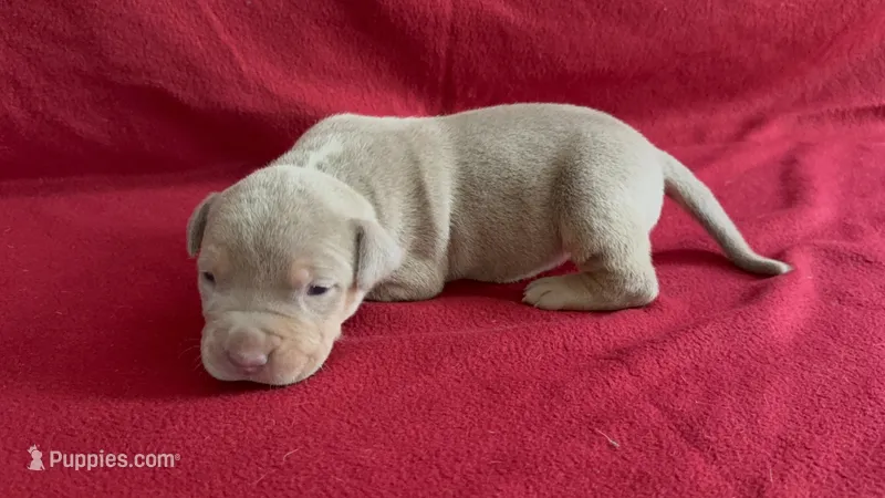 Tri color female 4 – American Bully puppy for sale in Morristown, NJ
