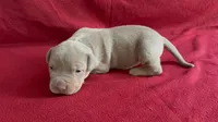 Tri color female 4, a female American Bully for sale in Morristown, NJ – 1 of 8