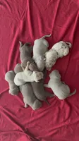 Tri color female 4, a female American Bully for sale in Morristown, NJ – 3 of 8