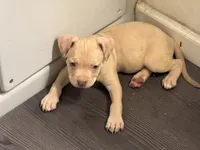 Female 2, a female American Bully for sale in Morristown, NJ – 2 of 2