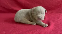 Tri color female 3, a female American Bully for sale in Morristown, NJ – 1 of 8