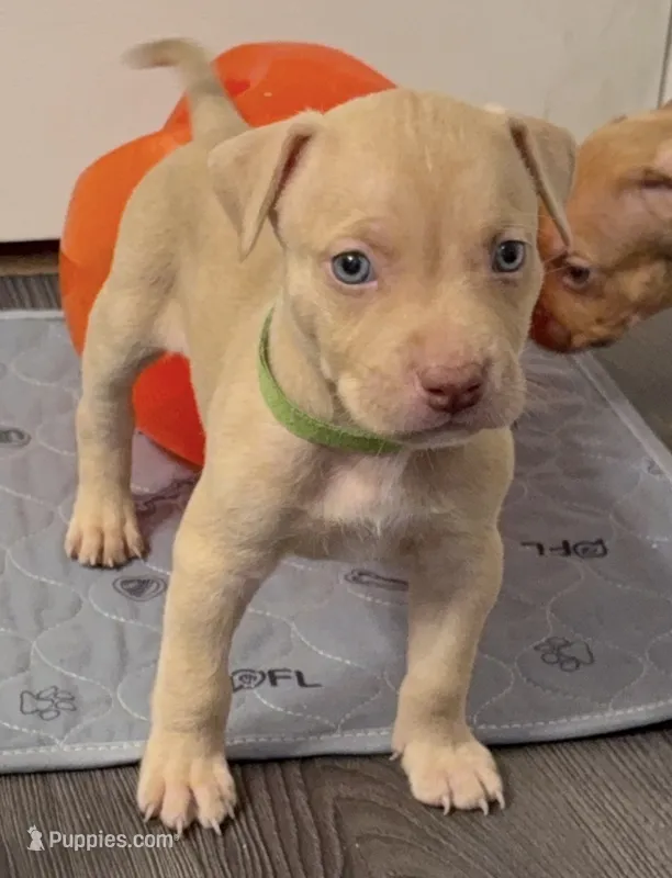 Male 1 – American Bully puppy for sale in Morristown, NJ