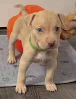 Male 1, a male American Bully for sale in Morristown, NJ – 1 of 2