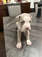 Fawn Female 1, a female American Bully for sale in Morristown, NJ – 2 of 3