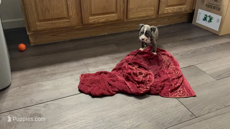 Blue and white female – American Bully puppy for sale in Morristown, NJ