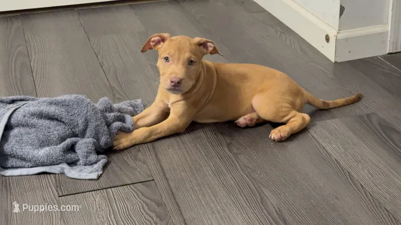 Female 3 – American Bully puppy for sale in Morristown, NJ