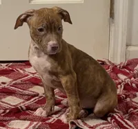 Female 2, a female American Pit Bull Terrier for sale in Morristown, NJ – 3 of 4