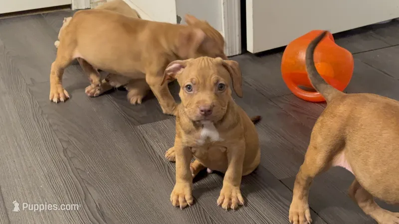 Male 3 – American Bully puppy for sale in Morristown, NJ