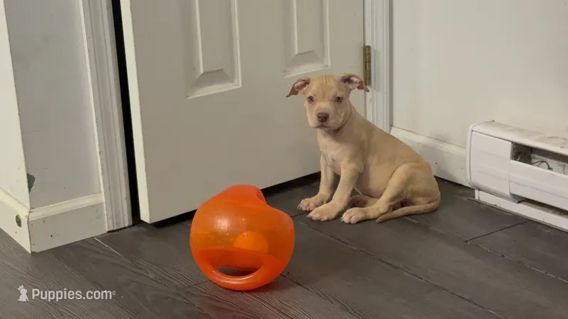 Female 2 – American Bully puppy for sale in Morristown, NJ